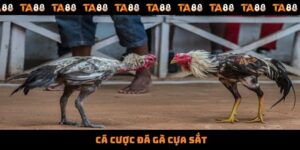 Cá Cược Đá Gà Cựa Sắt - Hướng Dẫn Chi Tiết Quy Luật