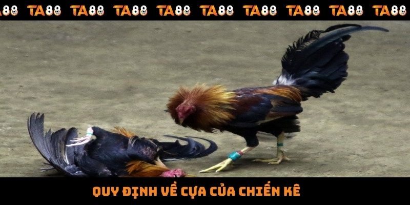 Quy định về cựa của chiến kê