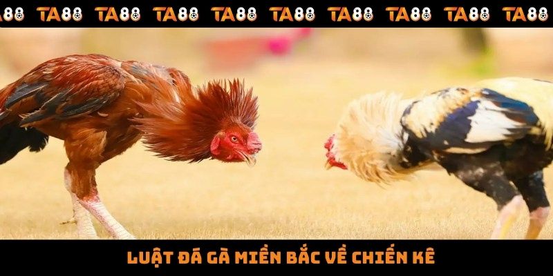 Luật đá gà miền bắc về chiến kê